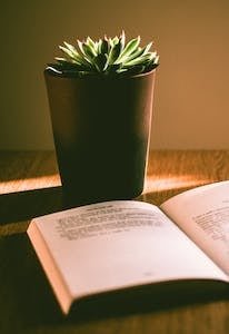 Green Succulent Plant With Brown Pot